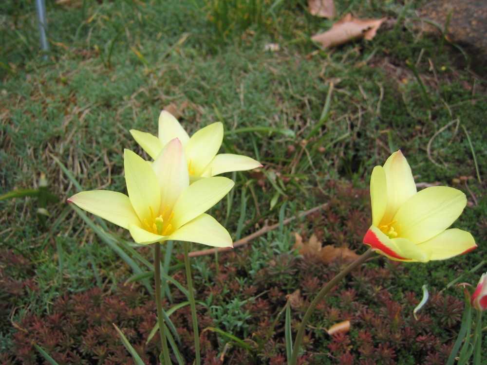 Tulipa clusiana (Damen-Tulpe)